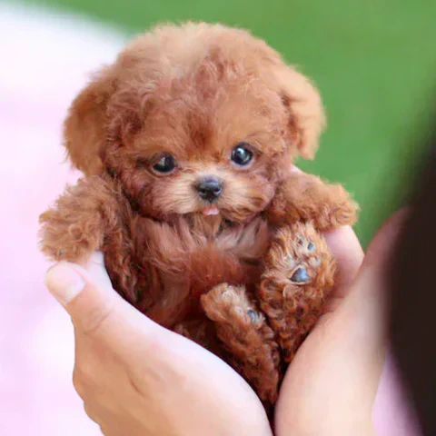 Miniaturebillede 8