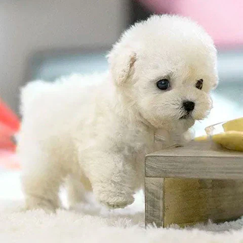 Miniaturebillede 9